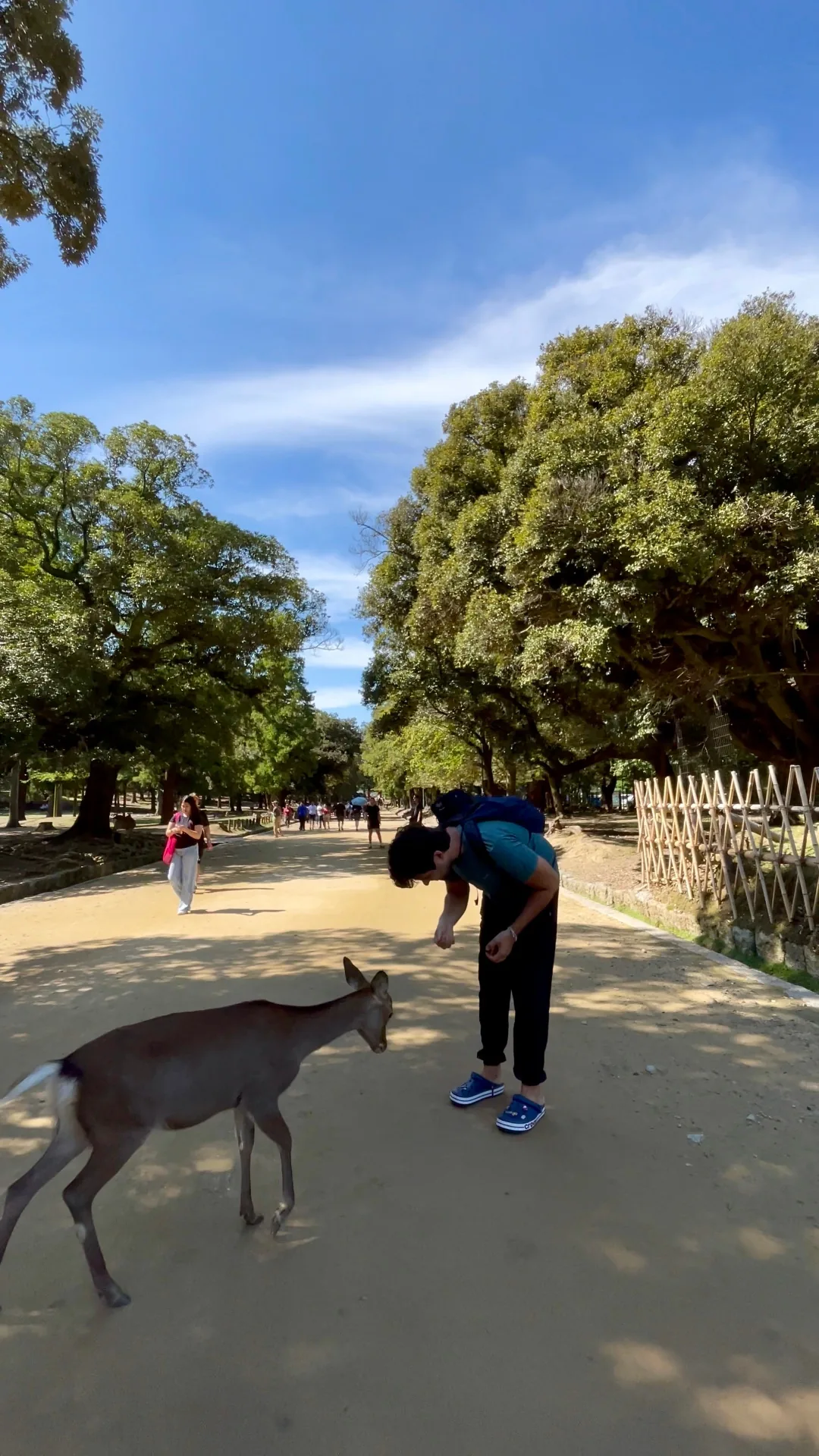 Nara: Cervos Sagrados e Templos Milenares